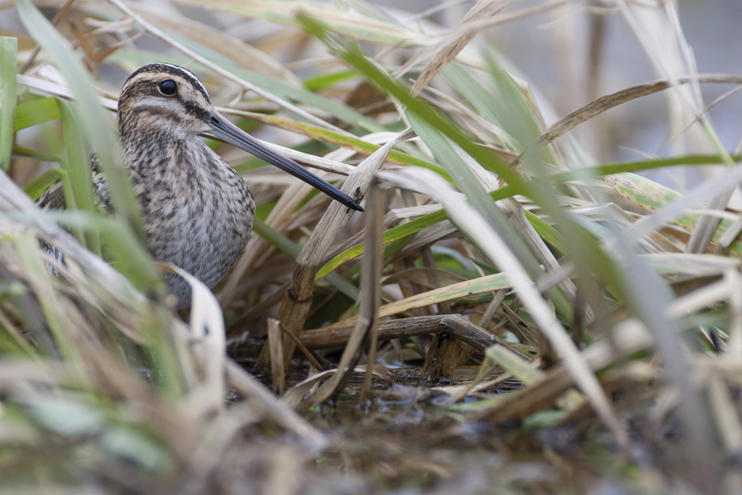 À tire d’aile, festival des oiseaux migrateurs