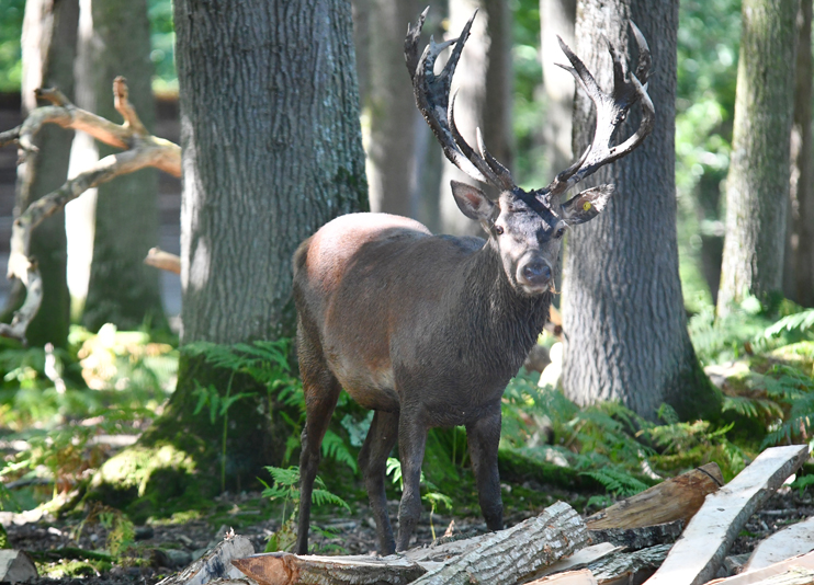 Le brame du cerf