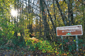 En lisière de la forêt de Cinglais. (Photo Rodolphe Corbin © Patrimoine Normand)