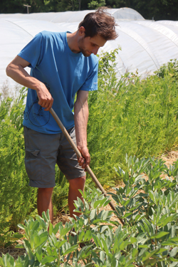 Luc Devaux, artisan semencier, est l’une des chevilles ouvrières du Plan Végétal normand. (© Virginie Michelland)